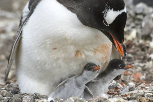 Pinguino Gentoo adulto con pulcino . — Foto Stock