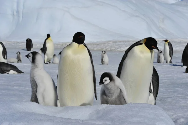 Imperador Pinguins com pintos — Fotografia de Stock