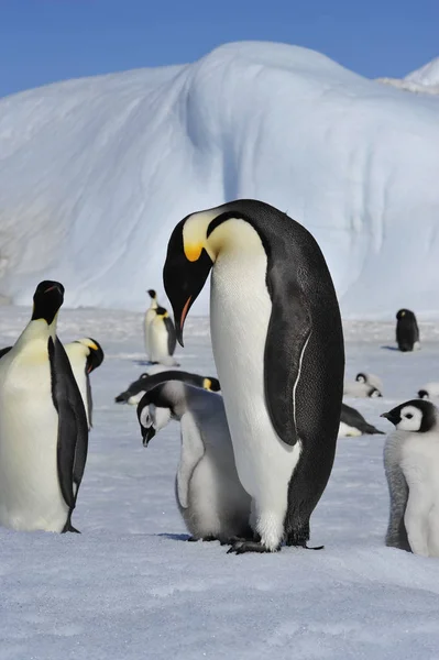Imperatore Pinguini con pulcini — Foto Stock