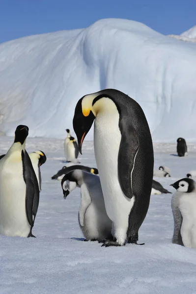 Imperador Pinguins com pintos — Fotografia de Stock