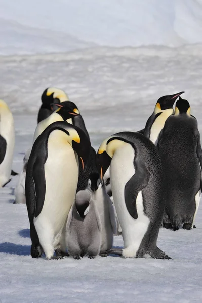 Keizer Pinguïns met kuikens — Stockfoto
