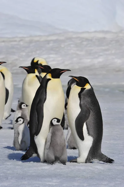 皇帝ペンギンの雛と — ストック写真