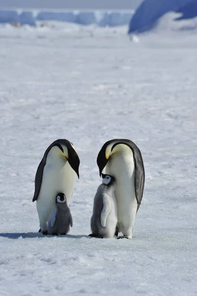 Pingwiny cesarza z piskląt — Zdjęcie stockowe