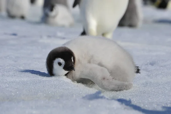 Tučňák císařský kuřat v Antarktidě — Stock fotografie