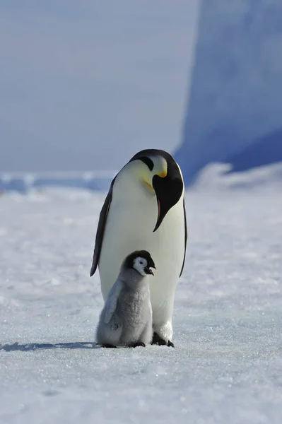 Imperatore Pinguino con pulcino — Foto Stock