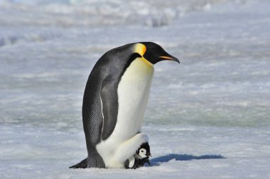 İmparator penguen ile piliç