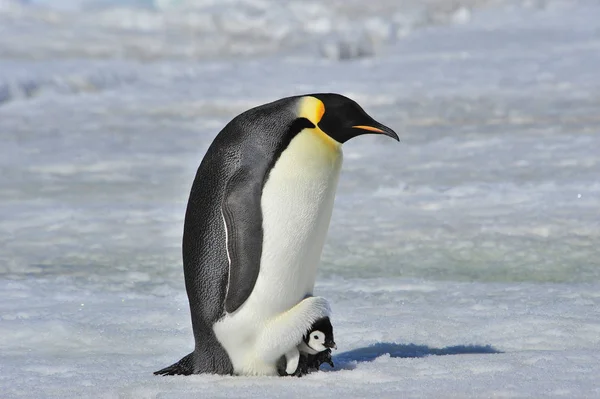 Tučňák císařský s kuřátko — Stock fotografie
