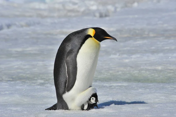 Emperador pingüino con polluelo —  Fotos de Stock