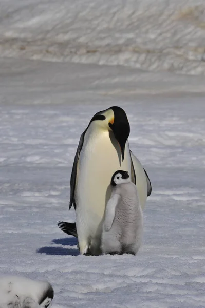 Emperador pingüino con polluelo — Foto de Stock