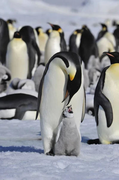 Kaiserpinguine mit Küken — Stockfoto