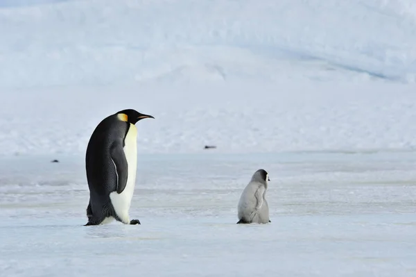 İmparator penguenler piliç ile — Stok fotoğraf