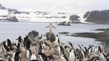 Miğfer penguenleri yuva üzerinde