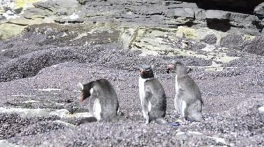 Rockhopper penguenler Falkland Adası