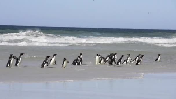 Rockhopper penguenler Falkland Adası — Stok video