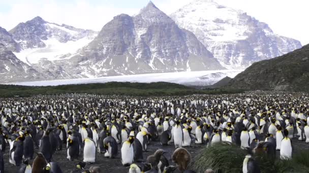 Koning pinguïns in Zuid-Georgië — Stockvideo