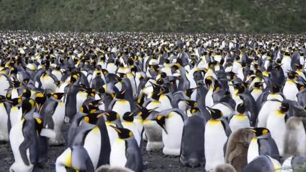 Güney Georgia, Kral penguenler — Stok video