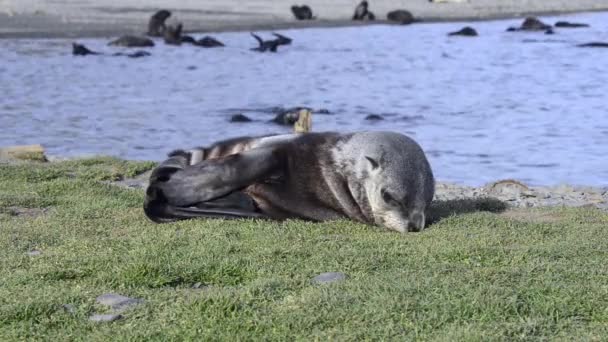 Antarktische Fellrobbenwelpen aus nächster Nähe im Gras — Stockvideo