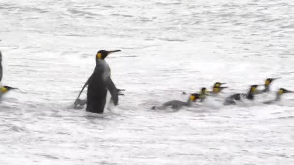 King Penguins at South Georgia — Stock Video