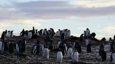 Gentoo penguenleri yuva üzerinde