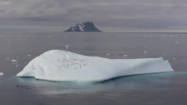 Красивый вид на айсберги в Антарктиде — стоковое видео