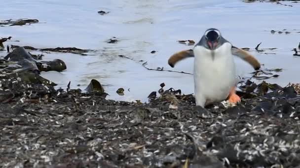 Gentoo Pinguino sull'erba vedere — Video Stock