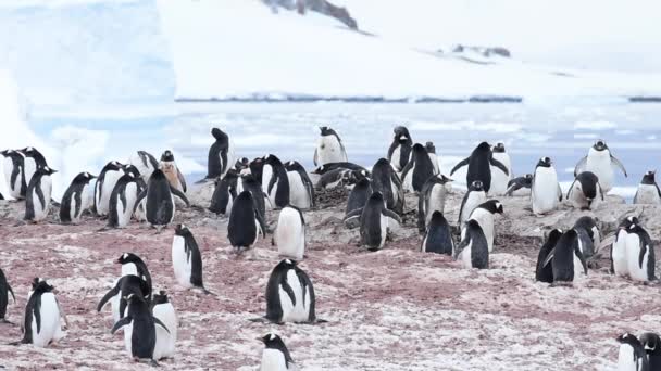 Gentoo pingvin a fészken költő állatok — Stock videók
