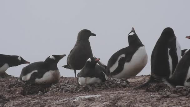 Gentoo pinguïns op het nest — Stockvideo