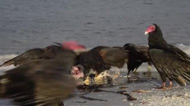 Falkland Adaları'nda hindi akbabası