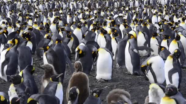 Pingüinos rey en Georgia del Sur — Vídeo de stock