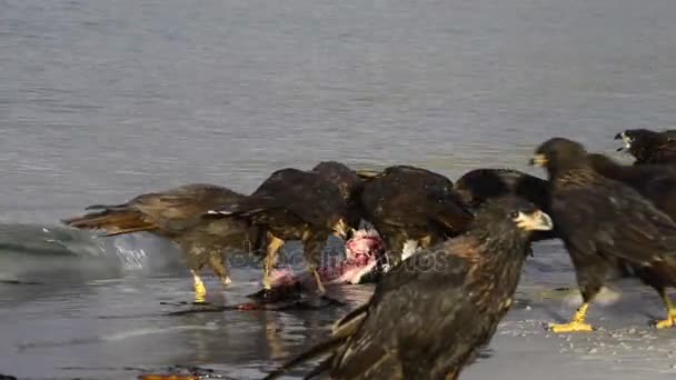 Turkey vulture in Falkland islands — Stock Video