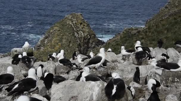 Siyah kaşlı Albatros ve Rockhopper penguenler — Stok video