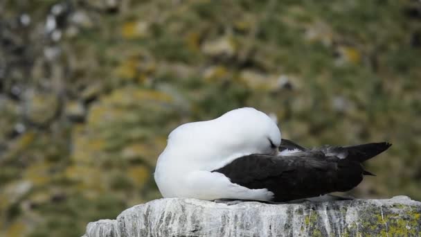Hitam beralis Albatros di atas batu — Stok Video