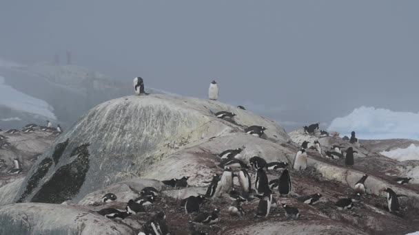 Gentoo Pingüinos en el nido — Vídeo de stock