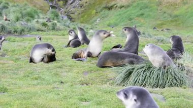 Antarktika kürk fokları famaly çim