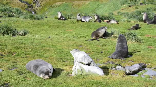 Антарктические меховые тюлени знамениты в траве — стоковое видео