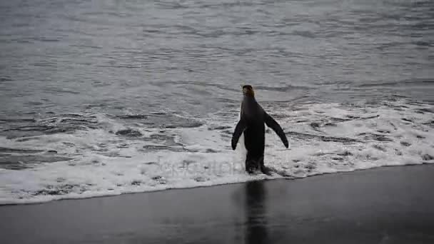 Pingüinos rey en Georgia del Sur — Vídeo de stock