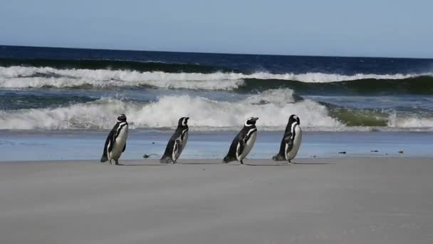 Rockhopper tučňáci Falkland ostrov — Stock video
