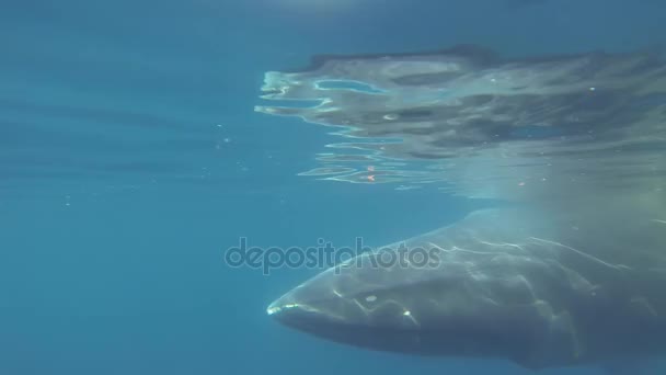 Мінке кит плаває під водою — стокове відео