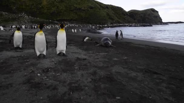 दक्षिण जॉर्जिया में किंग पेंगुइन — स्टॉक वीडियो