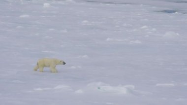 Kutup ayısı kutuplarda yürüyor.
