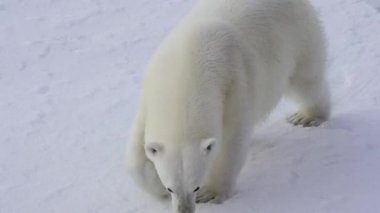 Kutup ayısı kutuplarda yürüyor.