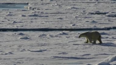 Kutup ayısı kutuplarda yürüyor.