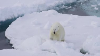 Kutup ayısı kutuplarda yürüyor.