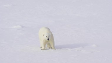 Kutup ayısı buz üzerinde yürüme.