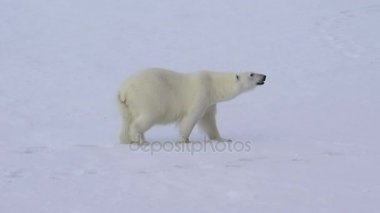 Kutup ayısı buz üzerinde yürüme.