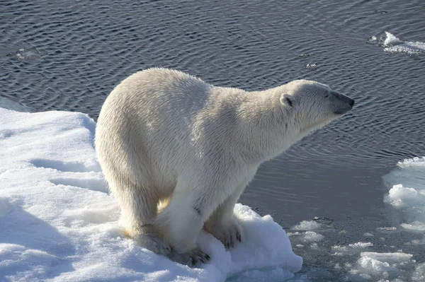 Ours polaire sur la glace . — Photo