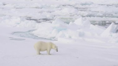 Kutup ayısı buz üzerinde yürüme.