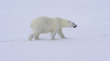 Kutup ayısı buz üzerinde yürüme.