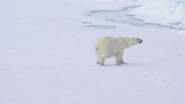 Oso polar caminando sobre el hielo . — Vídeo de stock