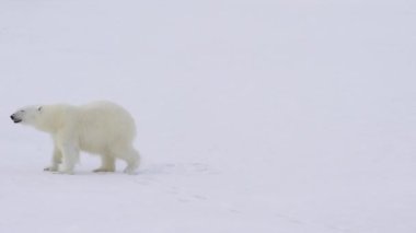 Kutup ayısı buz üzerinde yürüme.
